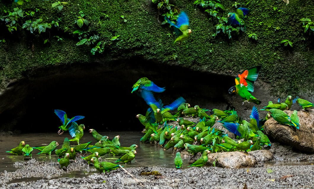 A flock of bright green parrots with blue and red feathers gathers at a muddy waterhole in the Ecuadorian Rainforest, surrounded by rocks and dense moss. Some parrots are flying while others drink or perch on the ground.