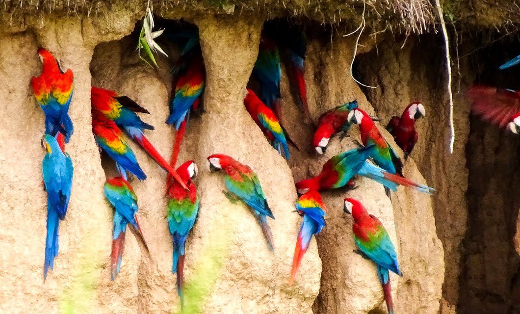 A group of brightly colored macaws with red, blue, and green feathers cling to a clay cliff near Tambopata Research Center—some perched, others with heads inside crevices—likely feeding on the clay during an Amazon Lodge adventure.