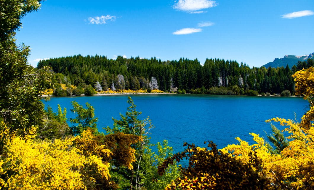 A vibrant blue lake offers a world class alpine experience, surrounded by lush green trees and dense yellow flowering bushes under a bright blue sky with a few scattered clouds.