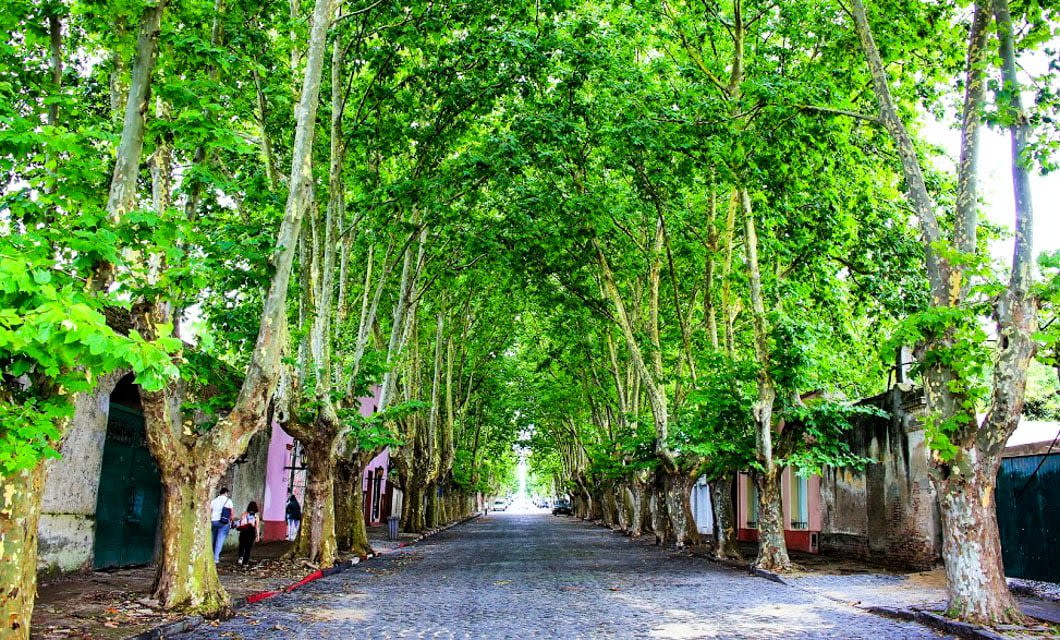 A cobblestone street lined with tall, leafy trees forming a green canopy overhead. Colorful buildings evoke the charm of South America, while a person strolls under the shade—perhaps returning from a local wine tour.