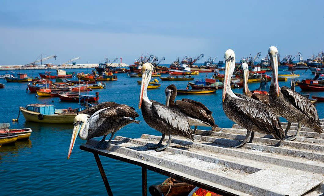 Several pelicans stand on a slanted white metal roof in La Paz, overlooking a busy harbor filled with colorful fishing boats floating on bright blue water under a clear sky—a picturesque scene for any tour.
