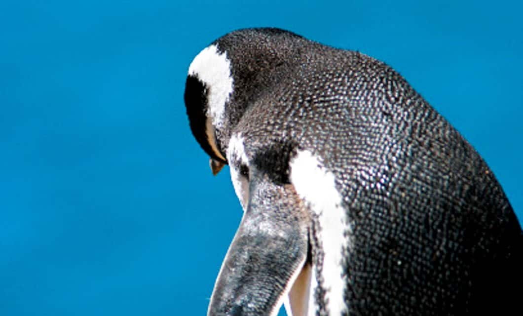 A close-up of a penguin with its head bowed, showing its black and white feathers against a bright blue background—a scene often witnessed on an unforgettable Argentina cruise or Tierra del Fuego cruise.