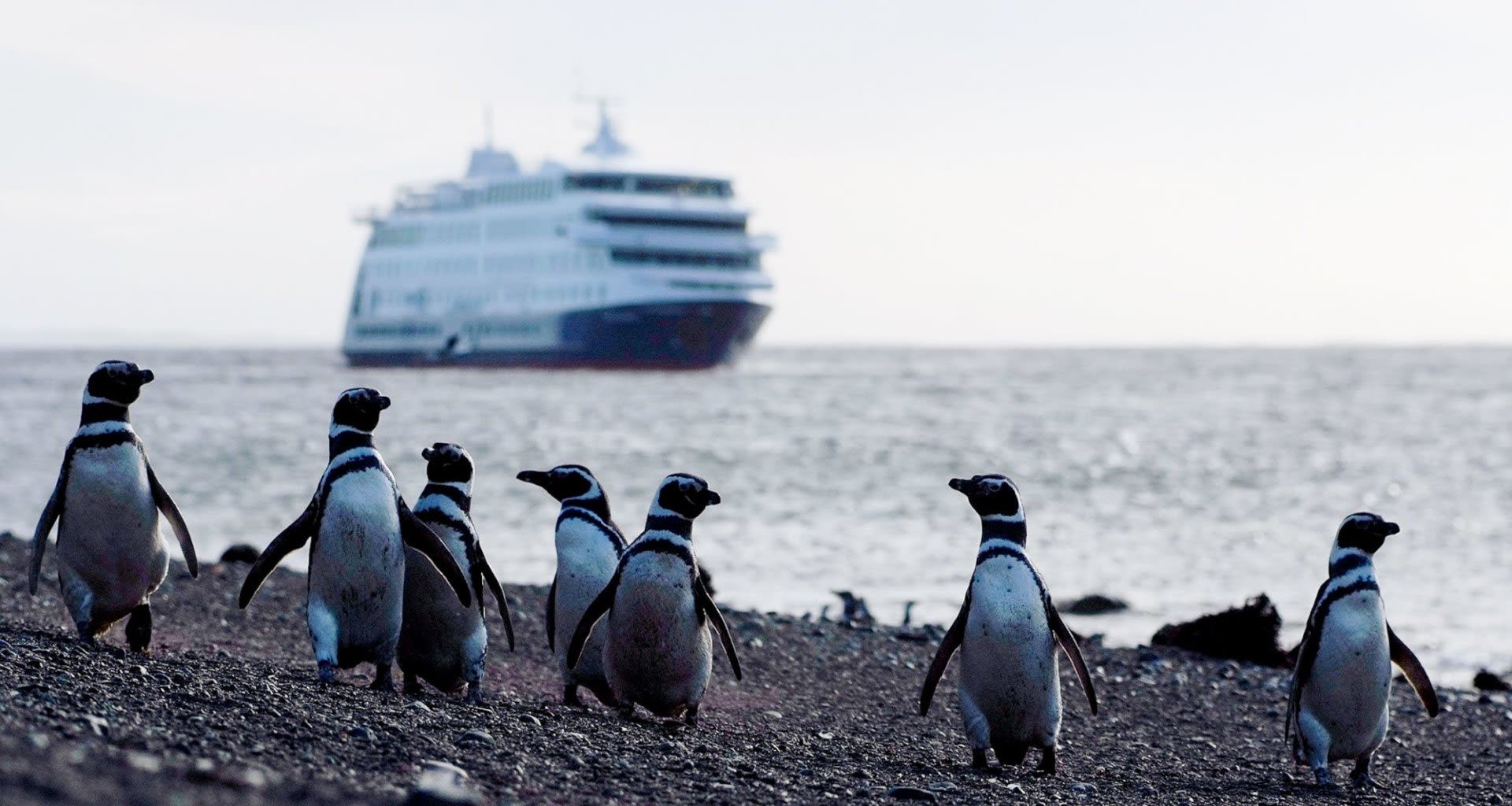 A group of penguins stands on a rocky shore in Patagonia while an Australis Cruises ship floats through the stunning Fuegian Fjords in the background.