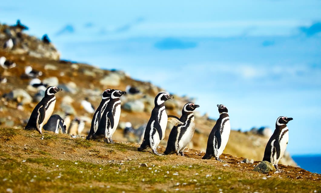 A group of penguins standing and walking on a grassy, rocky slope under a blue sky in Patagonia, with more penguins and rocks visible in the blurred background—a scene often admired on Australis Cruises through the Fuegian Fjords.