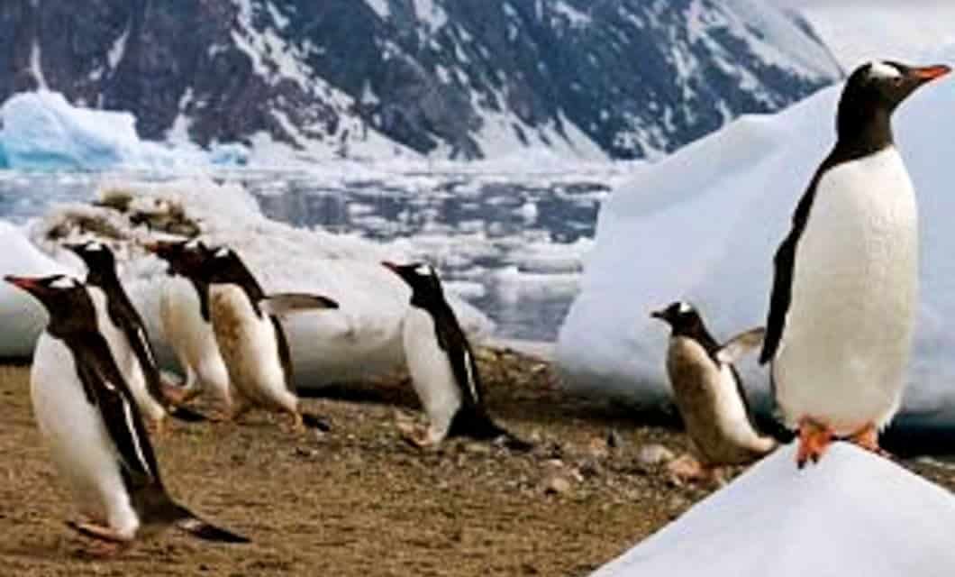 A group of penguins stands and walks on a rocky, snowy shore with icebergs and snow-covered mountains in the background—an iconic scene you might witness on an Antarctic expedition or an Antarctica cruise. One penguin perches atop a snowy mound.