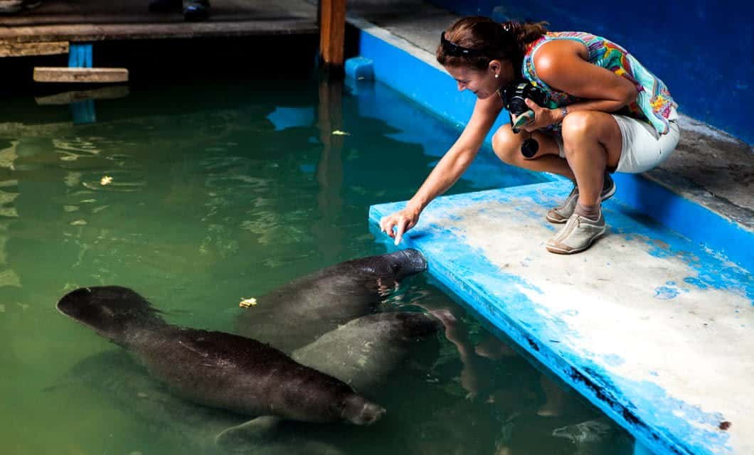A woman crouches by the edge of a blue pool, reaching out to feed two manatees swimming near the water’s surface—a scene reminiscent of encounters on an Amazon Delfin II Cruise through the Peruvian Rainforest.
