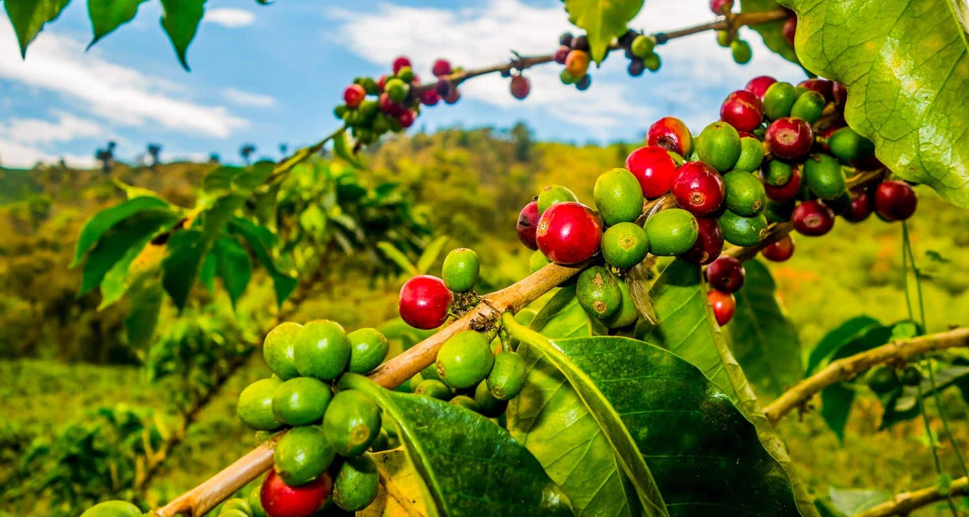 Clusters of red and green coffee cherries grow on branches with shiny green leaves, set against a blurred background of lush vegetation and blue sky in a famed coffee region of Colombia.