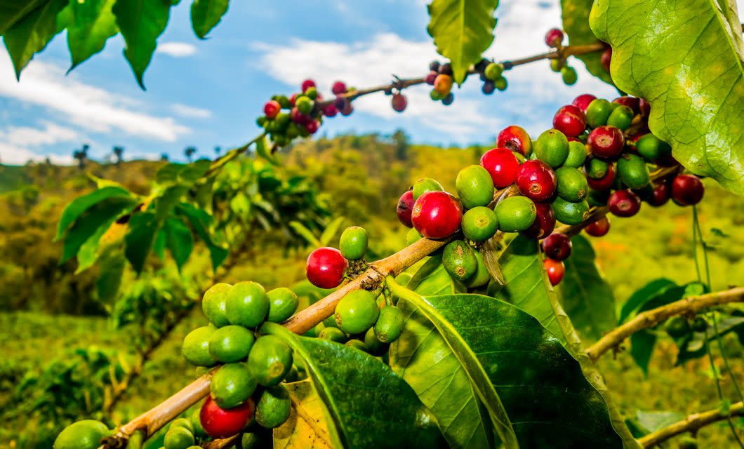 Close-up of a coffee plant branch with clusters of red and green cherries, surrounded by large green leaves, set against a blurred outdoor background—capturing the essence of Brazil Coffee Region's lush fields and Colonial Highlights.