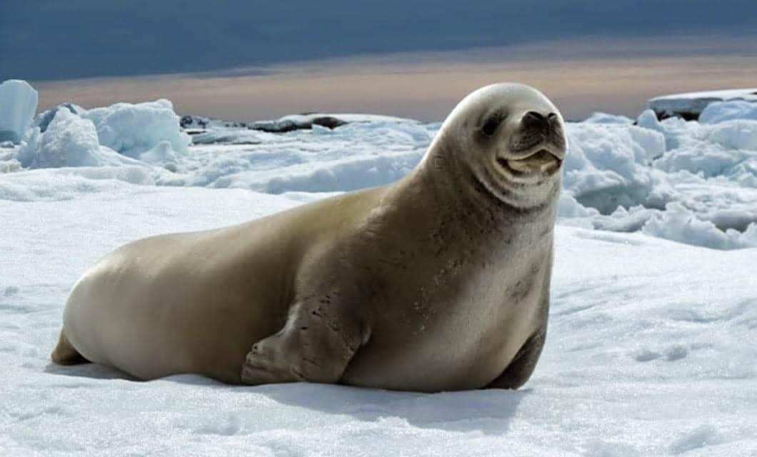 A large seal rests on snowy ice with icebergs and a cloudy sky in the background, capturing the serene beauty of Antarctica travel.