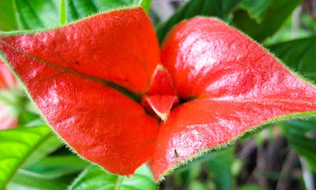 Bright red, petal-like bracts of a Psychotria elata plant, also known as hooker’s lips, surrounded by green leaves; native to the Amazon Rainforest near Villavicencio, Colombia, the bracts resemble a pair of puckered lips.