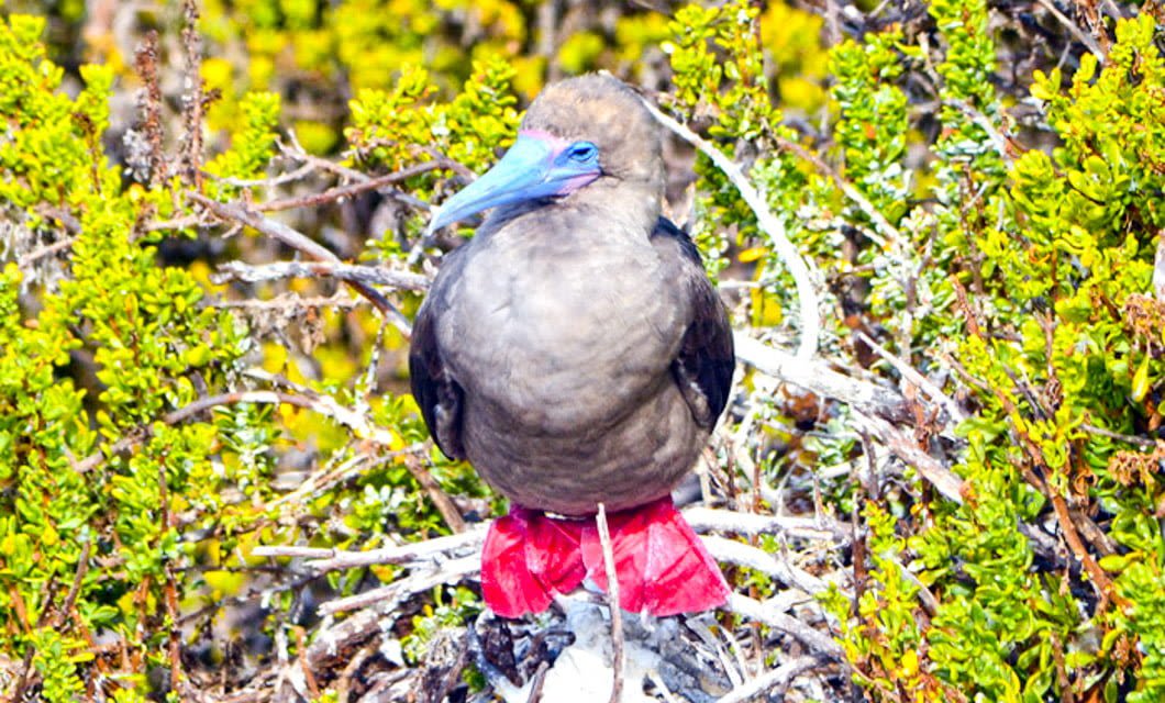 A brown bird with a blue beak and bright red webbed feet stands on branches, surrounded by green and yellow foliage—a common sight during a Galapagos Cruise aboard the luxurious Petrel Catamaran.