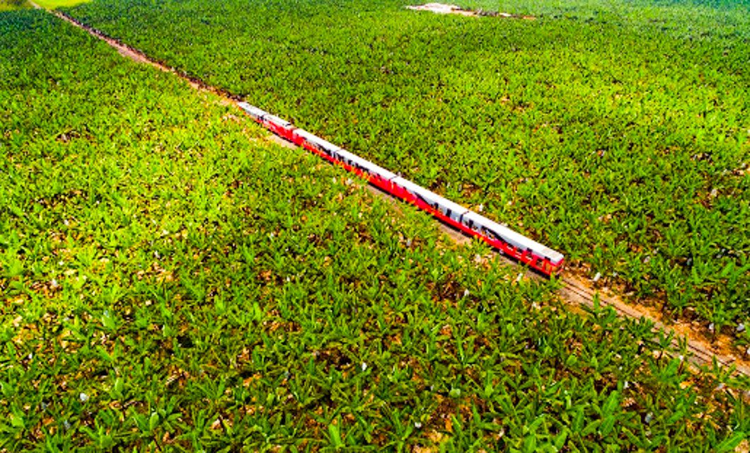 A red and white train travels through a vast, lush green field, cutting a straight path through dense vegetation under bright daylight—capturing the essence of an unforgettable Guayaquil to Quito train journey in Ecuador.