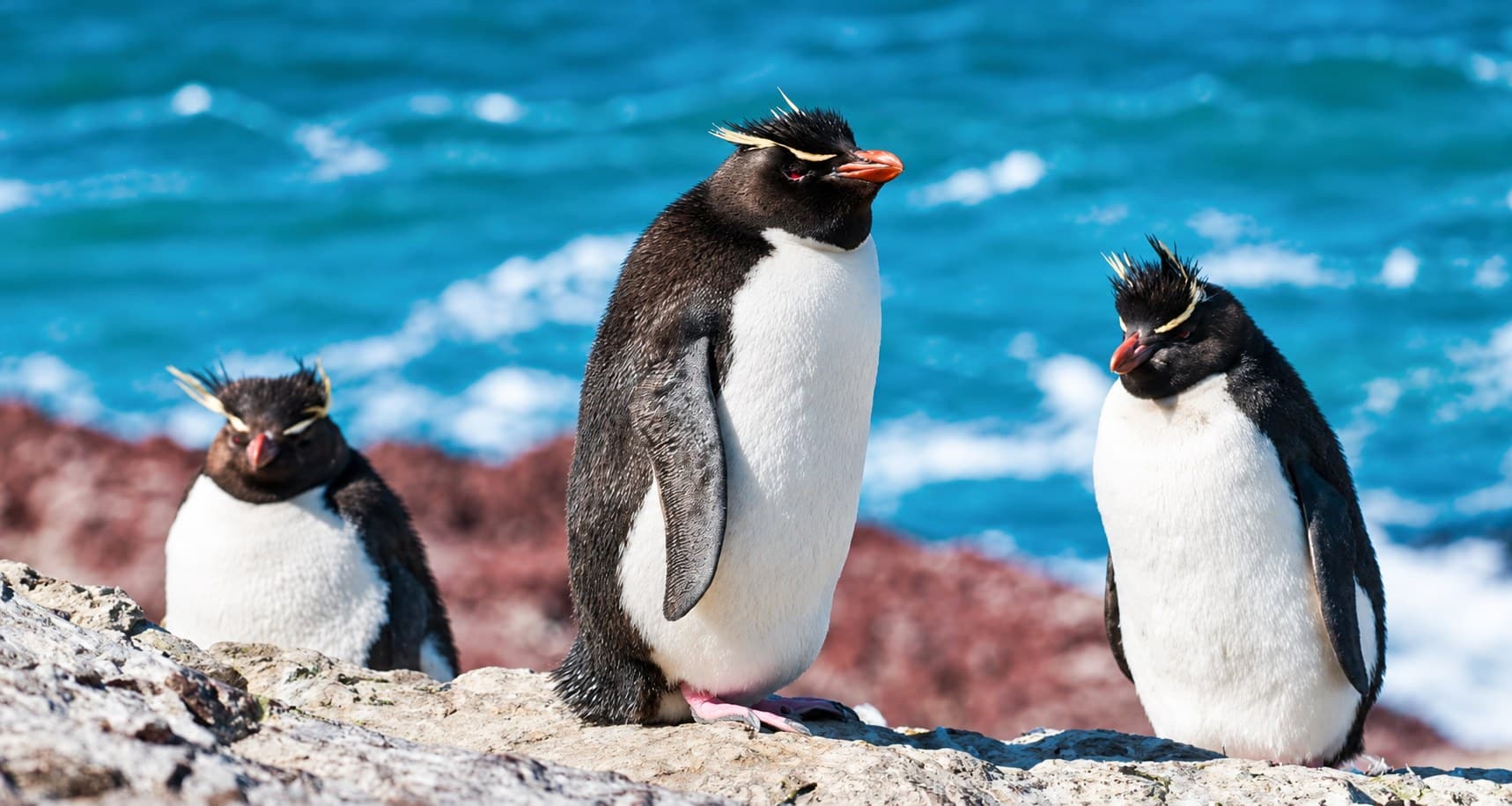 Rockhopper penguins standing on the rocks of the Patagonian coast, Argentina