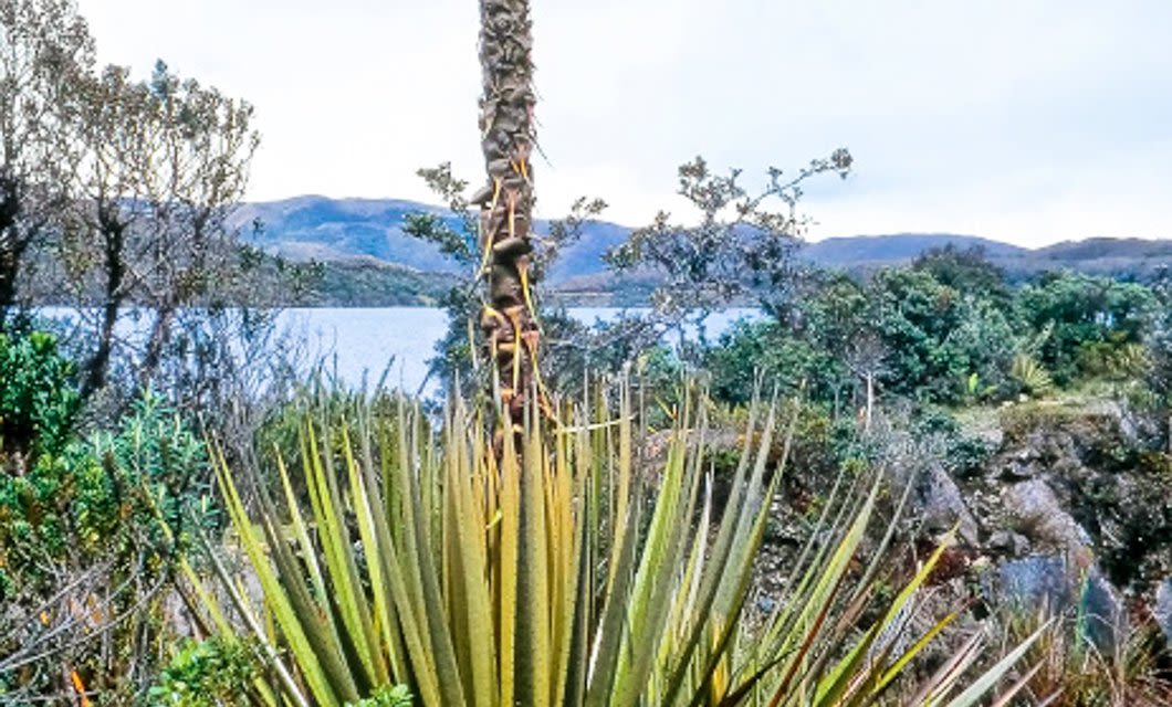 A spiky-leaved plant in the foreground with shrubs and trees behind it, overlooking a lake and distant hills under a cloudy blue sky—perfect scenery for a Colombia botanical tour.