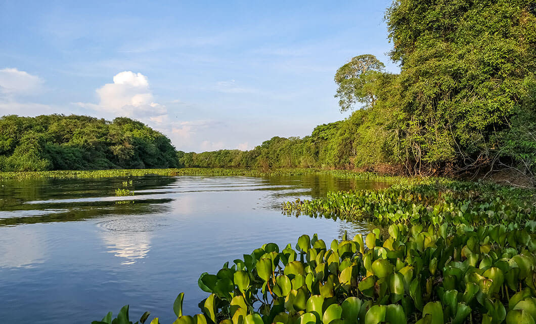 A calm river in Wild Argentina, bordered by dense green vegetation and water plants, reflects the blue sky and white clouds on a sunny day. Lush trees and foliage line both sides of the water.