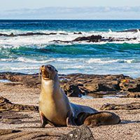 A sea lion sits upright on rocky sand near the Galapagos shore, with waves crashing in the background under a partly cloudy sky—a perfect sight for those on Coral Cruises or Island Cruises.