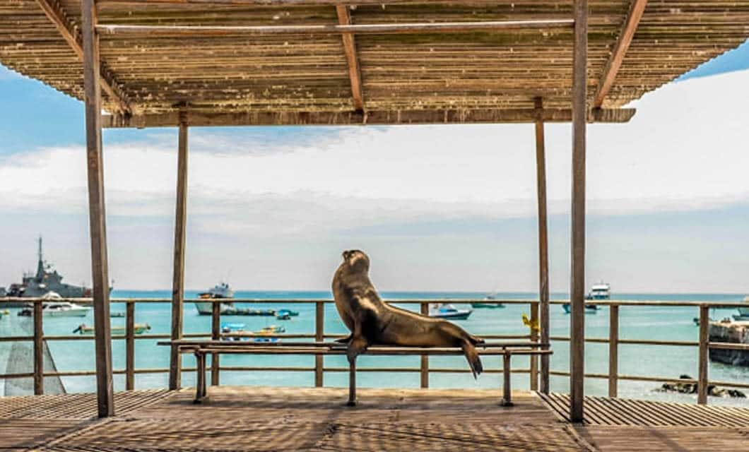 A sea lion lounges on a bench under a wooden shelter in the Galapagos, overlooking turquoise water and anchored boats—a perfect spot to witness unique wildlife on your tour.