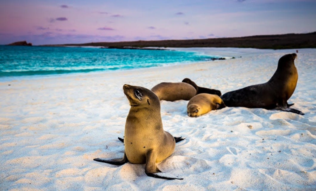 A group of sea lions rests on a sandy beach near turquoise water, with one sea lion sitting upright in the foreground and a colorful sunset sky—a classic scene to encounter on a Galapagos tour.