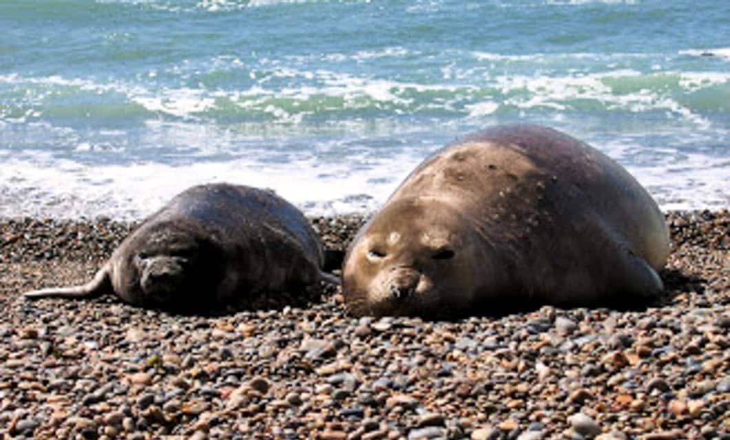 Two seals lie on a rocky beach near the shoreline in Patagonia, Argentina, with the waves and sun in the background—an idyllic scene you might spot during a Patagonia Railway Tour that spans both Chile and Argentina.