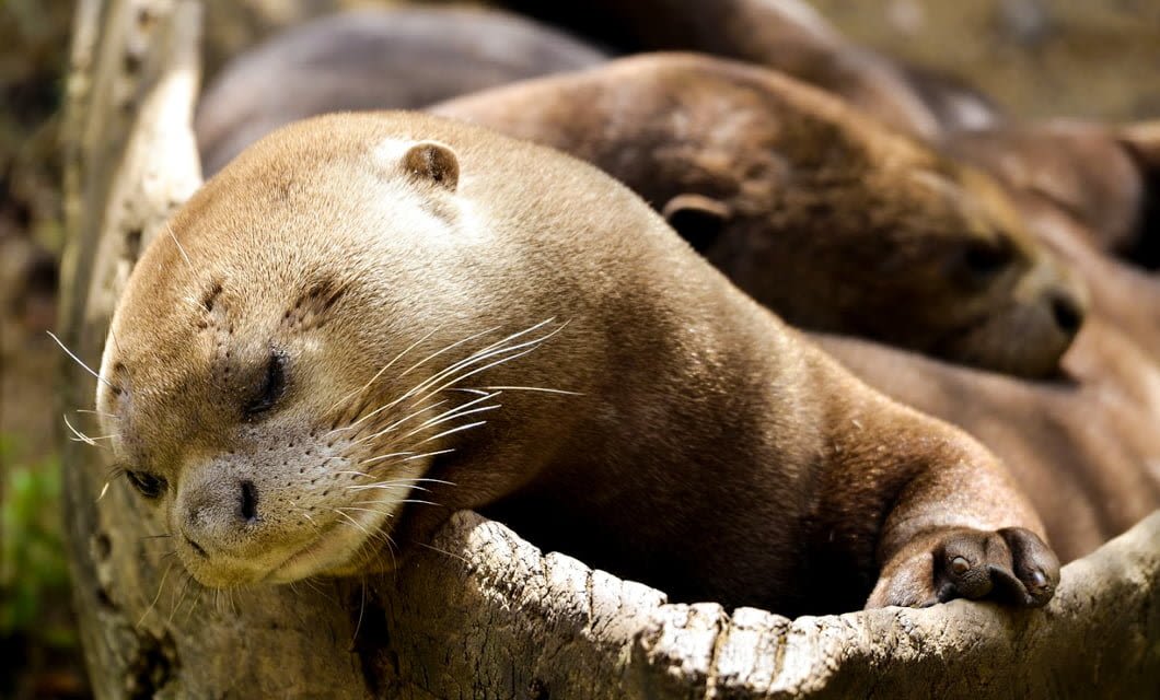 A close-up of an otter resting its head and paw on a log, eyes closed as if sleeping, with another otter beside it. This calm, peaceful scene captures the serenity of the Pantanal Wetlands—a highlight on any Pantanal tour.