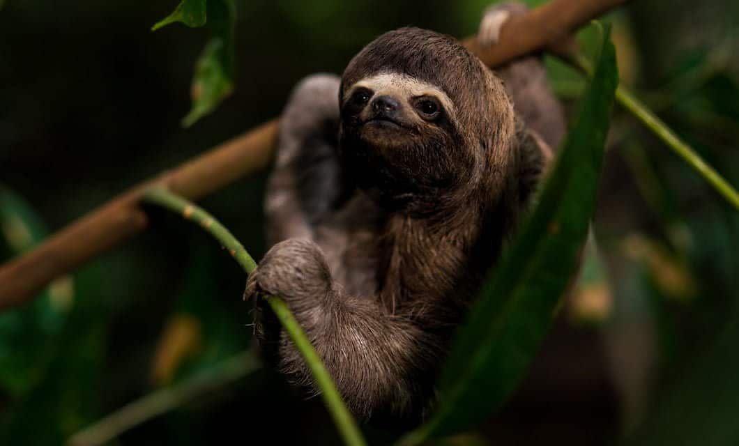 A three-toed sloth hangs from a tree branch, nestled among green leaves, with its head turned slightly and a calm expression—an iconic sight on a Peruvian Rainforest Cruise.