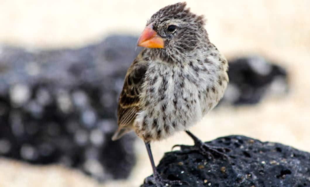 A small brown and white finch with a thick orange beak stands on a dark, porous rock—a classic sight you might witness on a Galapagos Islands Cruise, against the blurred backdrop of sandy shores.