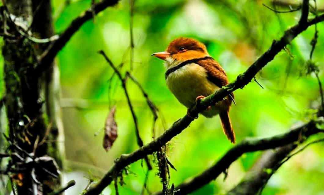 A small, colorful bird with brown and white feathers perches on a mossy branch in the lush Tambopata Research Center forest. Blurred leaves and branches form a vibrant background.