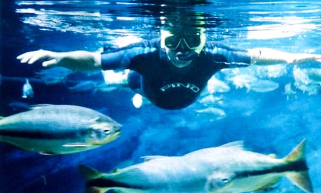 A person wearing goggles and a swim shirt is underwater, swimming among several large fish in the clear, blue waters of the Galapagos Islands.