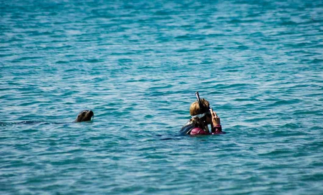 A snorkeler with blond hair swims in the clear blue water of the Galapagos, while a curious seal approaches from behind, making for an unforgettable wildlife discovery tour.