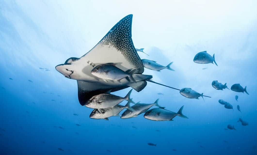 A spotted eagle ray swims gracefully under the sea near the Galapagos, accompanied by a group of fish, against a blue background of water and scattered marine life.