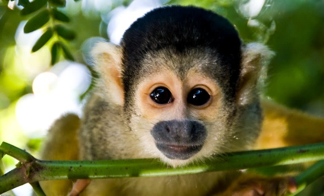 A close-up of a squirrel monkey with large, dark eyes and a curious expression, surrounded by green leaves and branches in a natural outdoor setting near the Amazon Lodge.