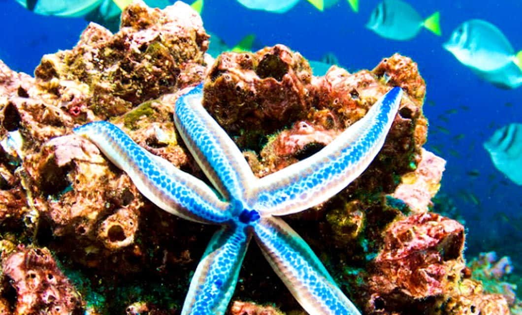 A blue and white starfish rests on a colorful coral reef in the Galapagos, with yellow and blue fish swimming in the background underwater.