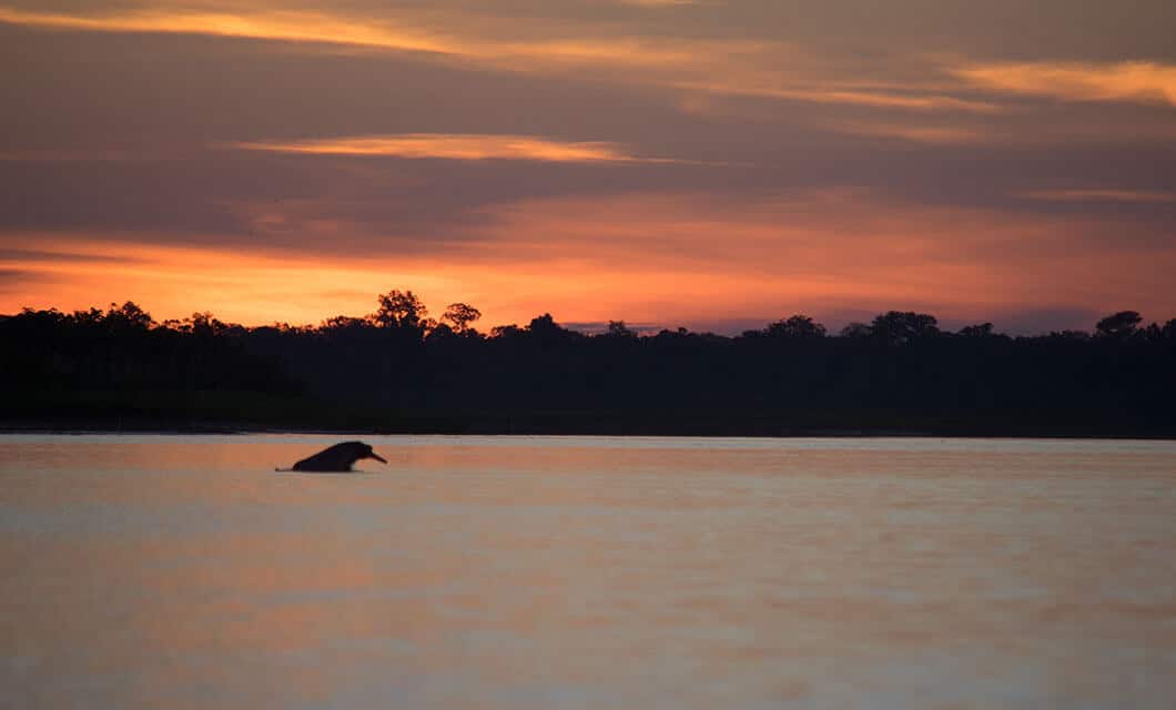 A river dolphin swims in calm water at sunset on a Remote Amazon Tour, with orange and purple clouds above a dark treeline on the horizon.