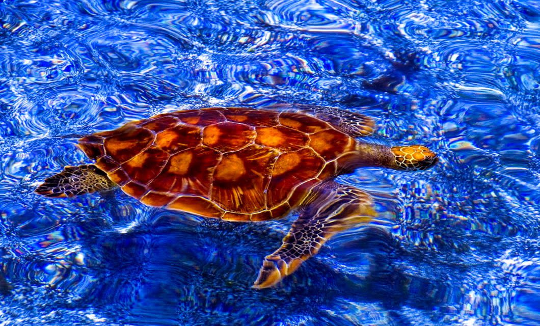 A sea turtle with a brown, patterned shell swims in vibrant, rippling blue water off the Coast of the Conquerors, viewed from above.