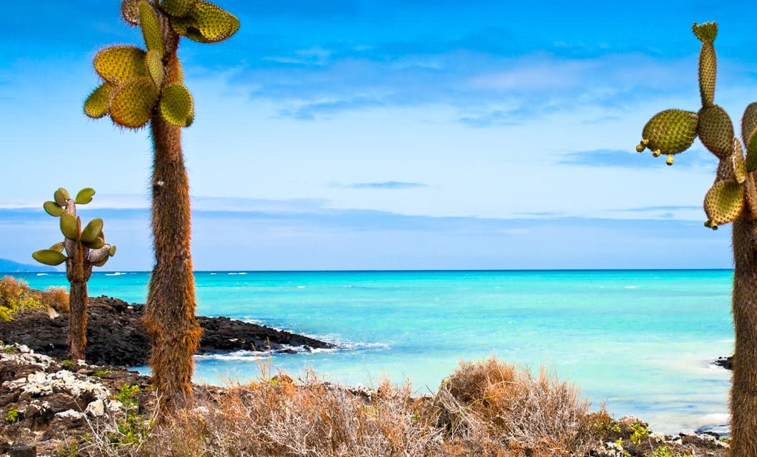 Cactus trees stand on rocky, dry terrain near a bright turquoise ocean under a blue sky with scattered clouds—a classic scene on any Galapagos travel adventure.