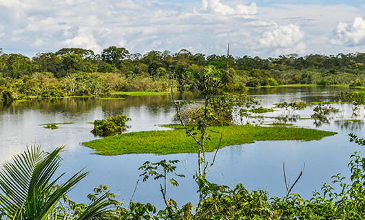 A lush, green landscape with dense trees and shrubs surrounds a calm river, featuring small grassy islands and reflecting the blue sky—evoking the breathtaking scenery found in the Amazon Rainforest on a scenic tour.