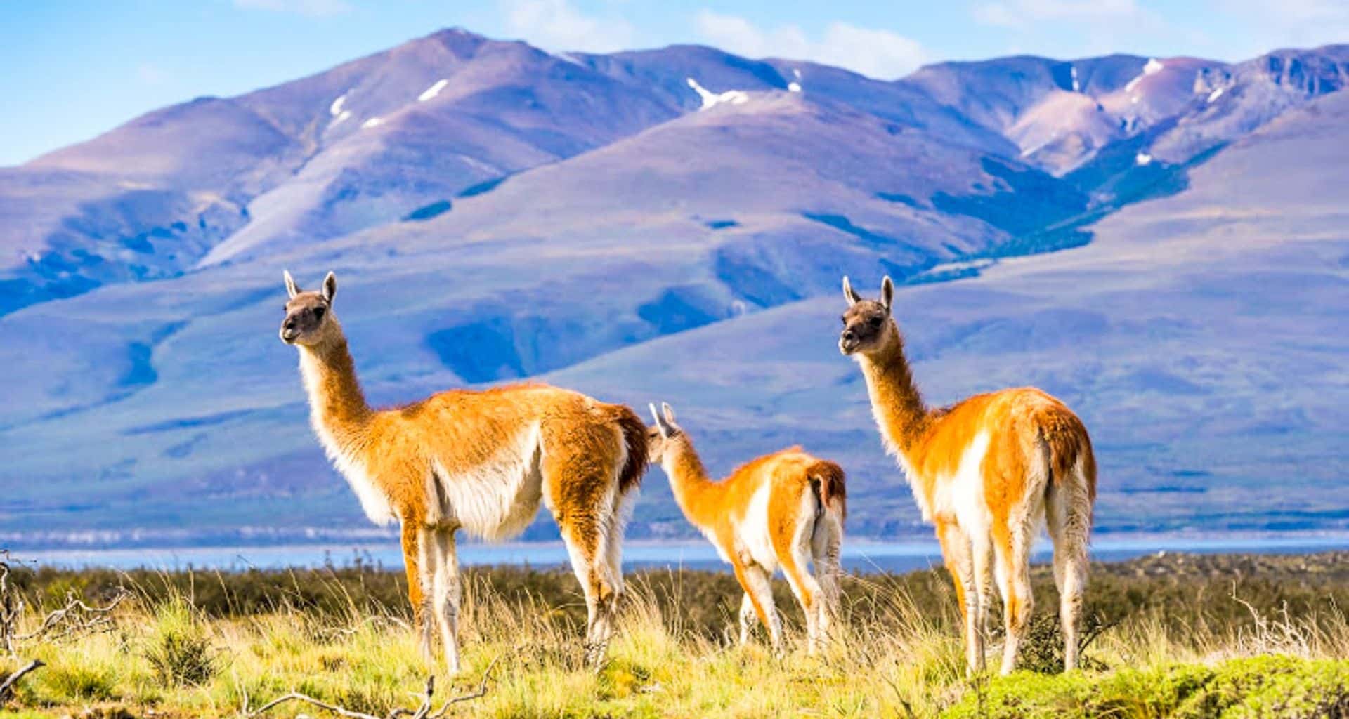 Three guanacos stand in a grassy field with mountains in the background under a blue sky, showcasing the natural beauty often experienced on Southern Patagonia tours.