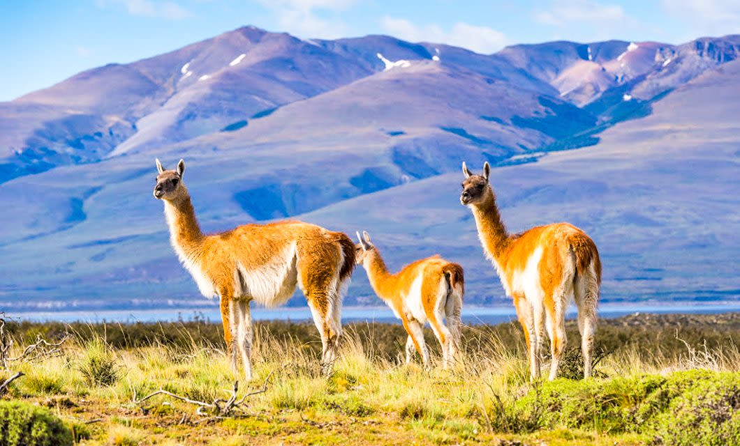 Three guanacos stand on grassy terrain in Southern Patagonia with mountains in the background under a partly cloudy sky. The animals have brown and white fur and are looking in different directions.