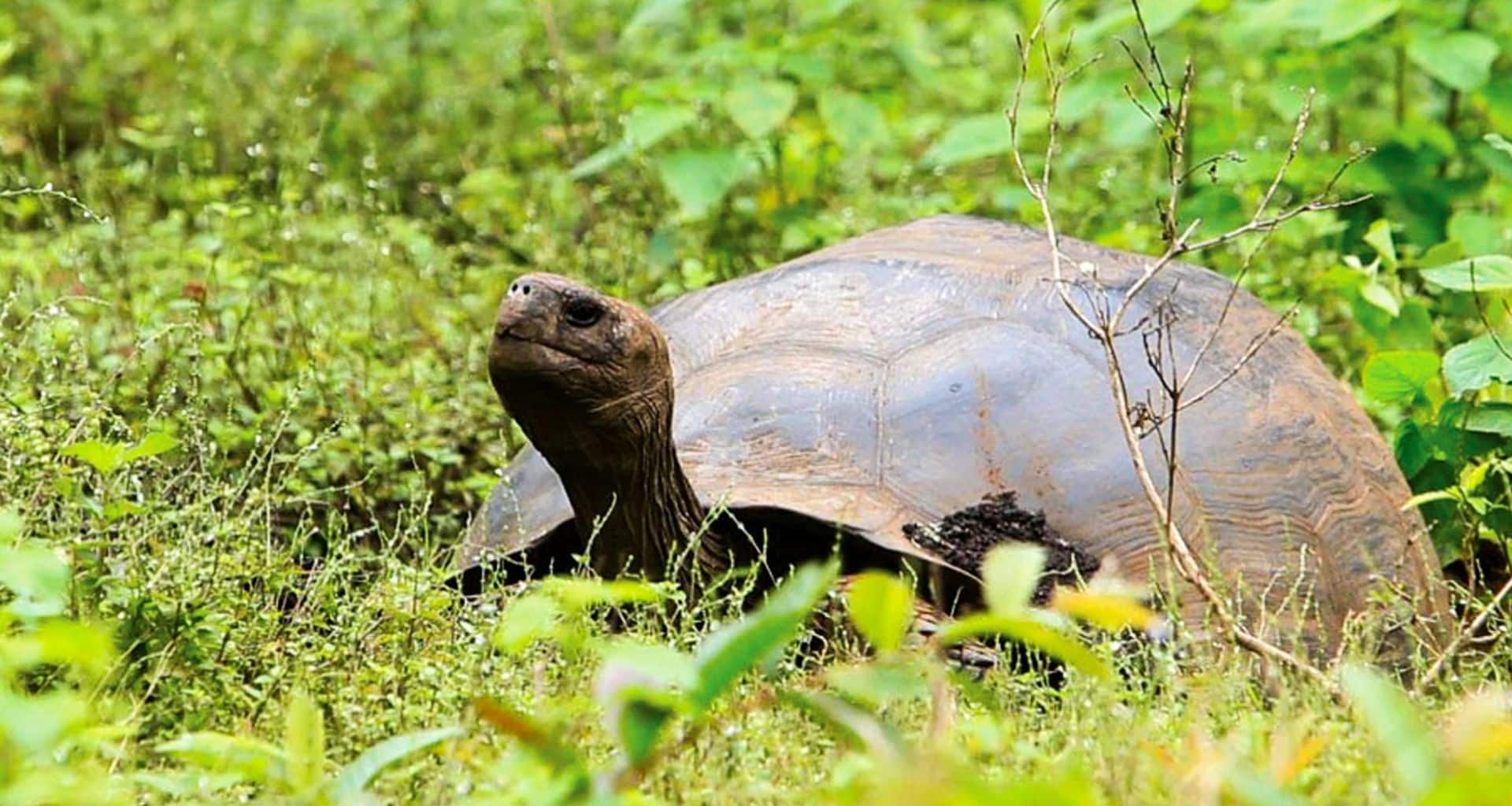 A giant Galapagos tortoise with a domed shell rests in a lush, green grassy area surrounded by leafy plants and vegetation—a perfect sight for any wildlife tour or discovery adventure.