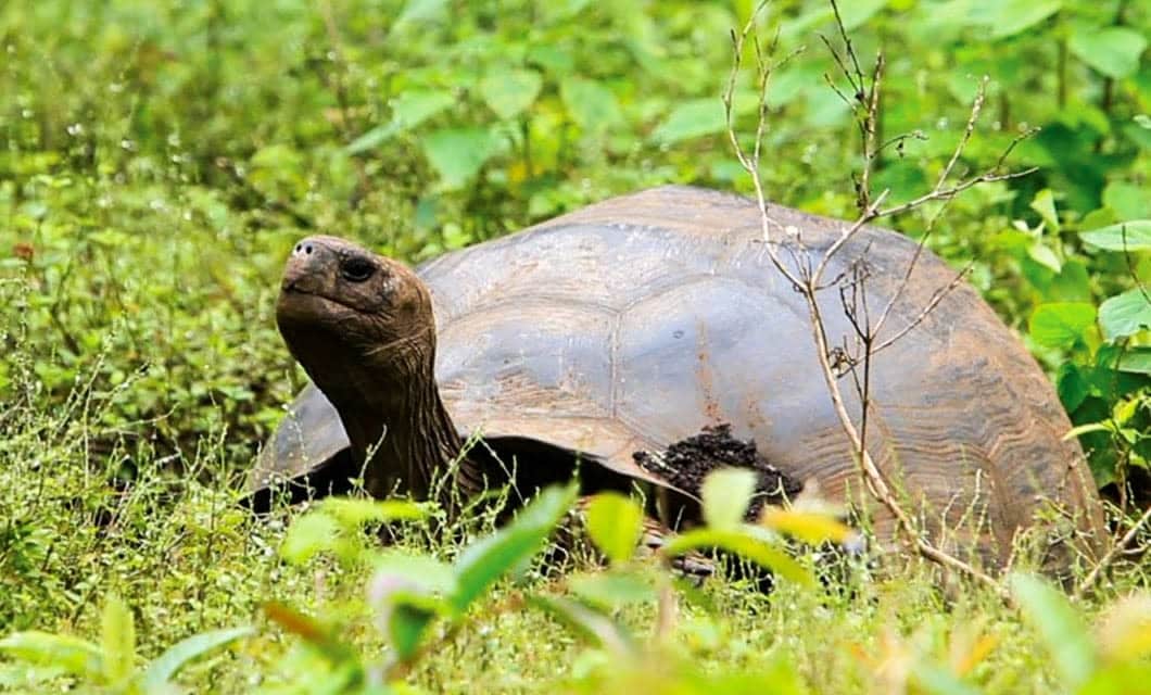 A large Galapagos tortoise with a domed shell is walking through green grass and foliage in a natural outdoor setting, offering a glimpse of remarkable wildlife.