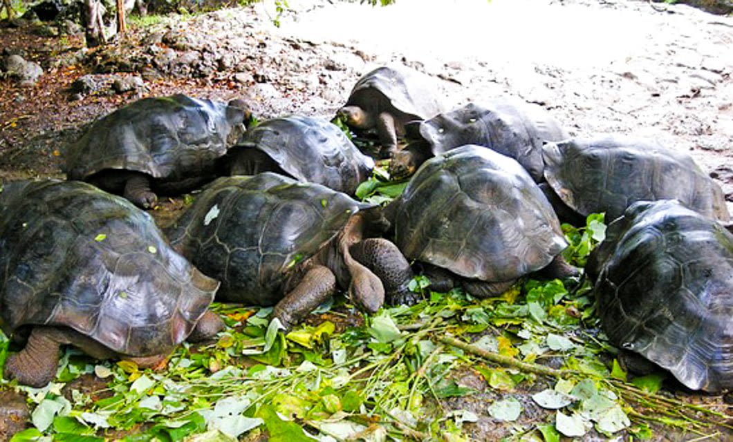 A group of large Galapagos tortoises gather closely on the ground, surrounded by green leaves, in a shaded outdoor area—a classic sight on any Galapagos travel adventure.