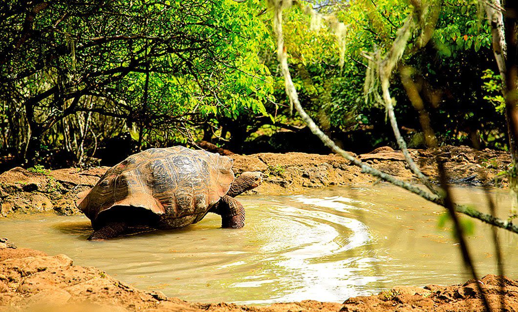 A large tortoise stands at the edge of a shallow muddy pond, surrounded by green vegetation and trees—a tranquil scene you might witness on a Galapagos Islands cruise.