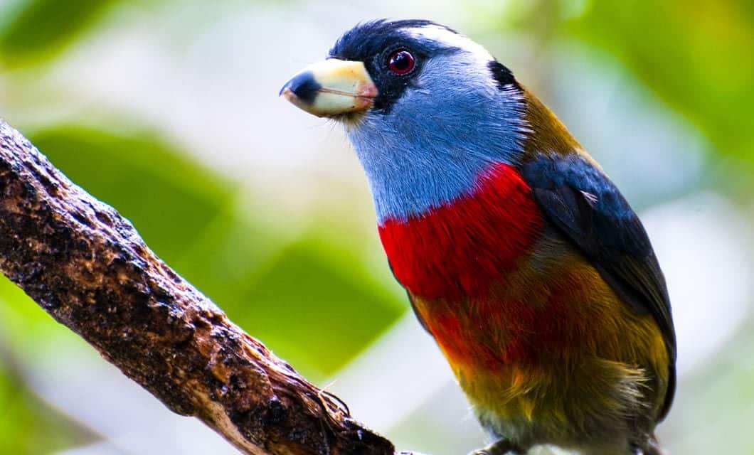 A colorful bird with a blue head, black mask, bright red chest, and yellow beak perches on a branch—its vibrant colors rivaling the scenery seen from Ecuador Trains or a Luxury Galapagos Cruise against a blurred green background.