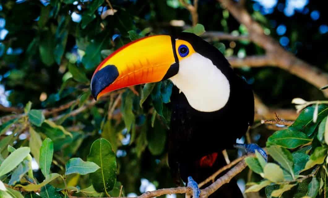 A toucan with a large, colorful orange and yellow beak sits on a tree branch surrounded by green leaves, sunlight filtering through the foliage—an iconic sight on an Amazon Tour.