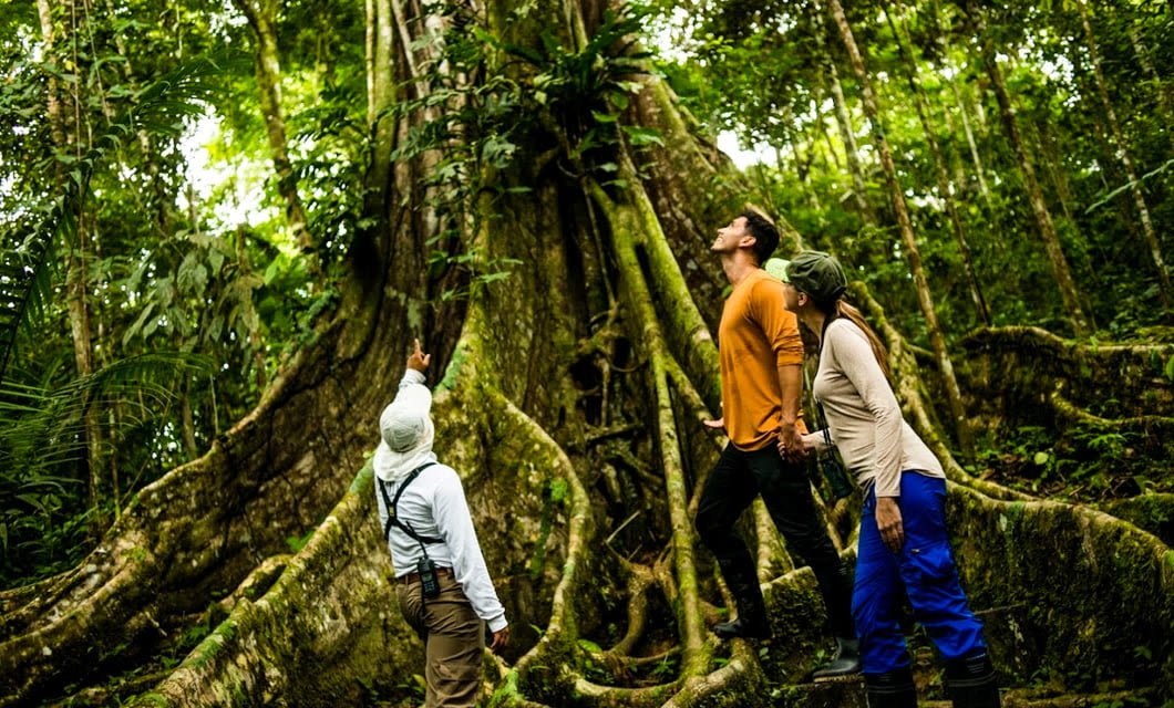 Three people in outdoor gear stand beside a giant tree in a dense rainforest, looking up at its tall trunk and sprawling roots—an awe-inspiring moment you might experience on an Amazon luxury cruise surrounded by lush green foliage.