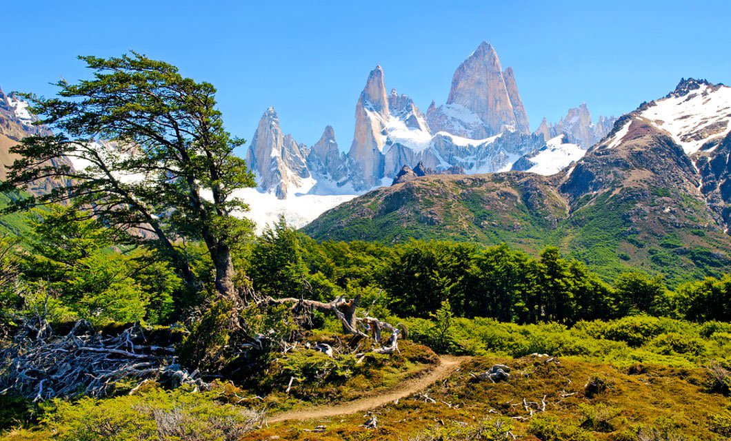 A vibrant landscape along the Patagonian Route 40 features a twisted tree in the foreground, lush green bushes, and sharp, snow-capped mountain peaks under a clear blue sky. A dirt path winds through the greenery on this scenic Patagonian tour.