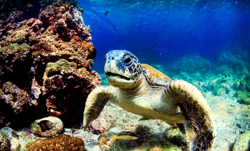 A sea turtle swims underwater near a colorful coral reef in the Galapagos, surrounded by clear blue water and vibrant marine life. Sunlight filters through the water, highlighting the turtle and the stunning coral below.