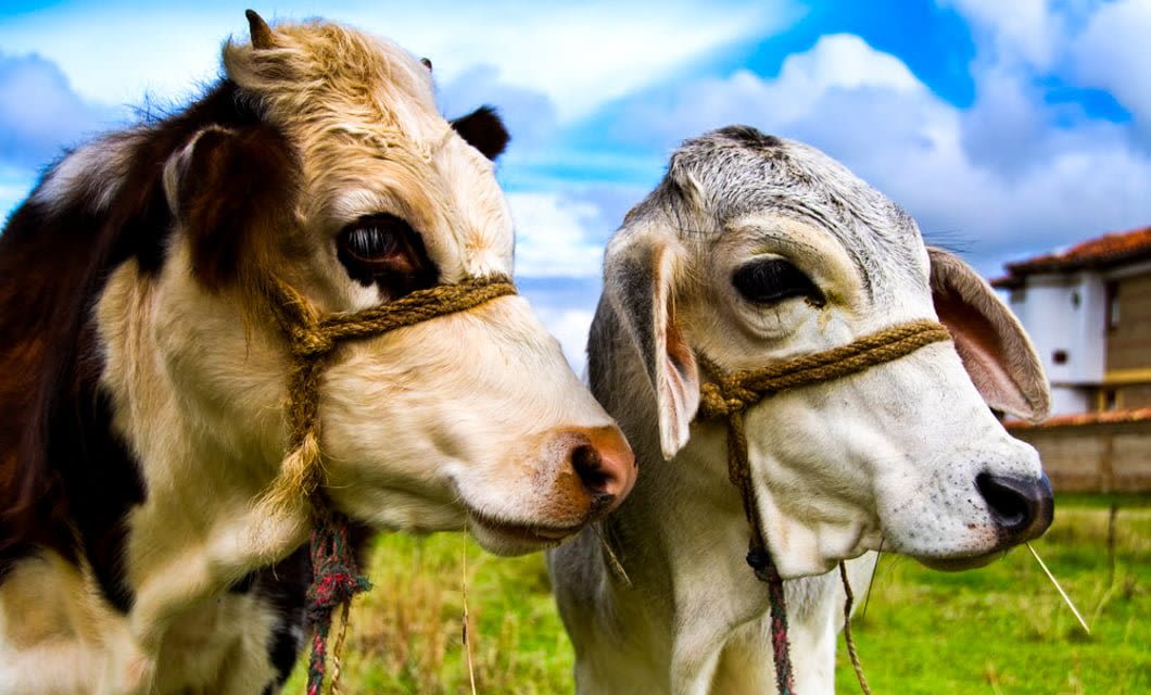 Two cows stand side by side in a grassy field near Asuncion, each with a rope halter around its head. The sky is blue with clouds and a building is visible in the background.