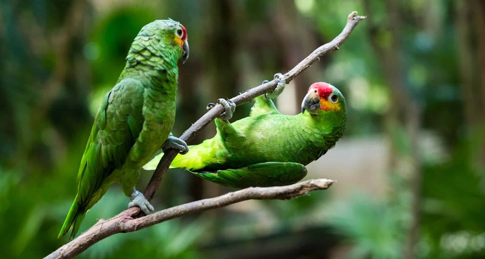 Two green parrots sit on a branch; one perches upright while the other hangs playfully upside down, mirroring the vibrant life found near Vila Gale Angra dos Reis, a stunning Brazil Beach Resort surrounded by lush, blurred greenery.