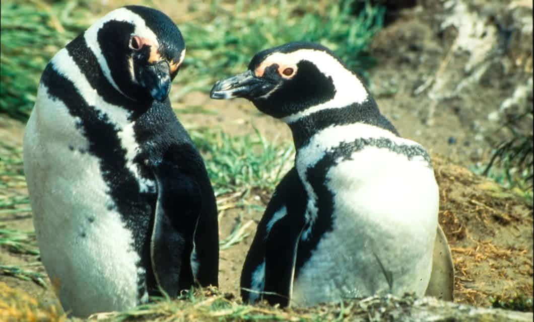 Two Magellanic penguins with black and white markings stand close together on grassy ground in Patagonia, facing each other, with some soil and plants in the background—a delightful sight for bird watching enthusiasts.